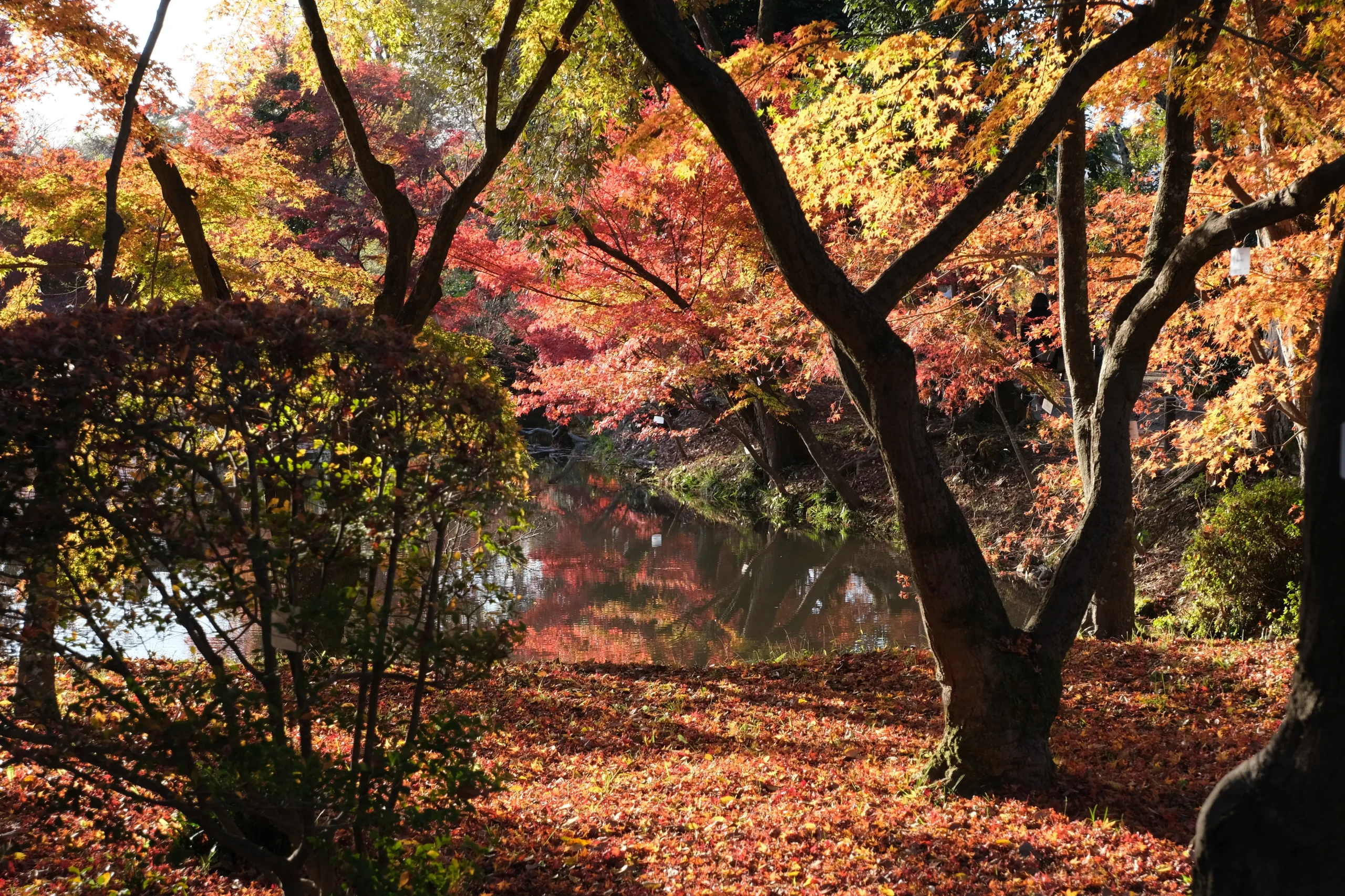 004_秋の植物園２ (1)