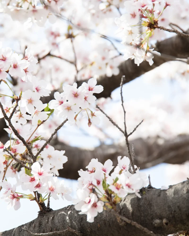 001_ひょうごクリニックさま　-013